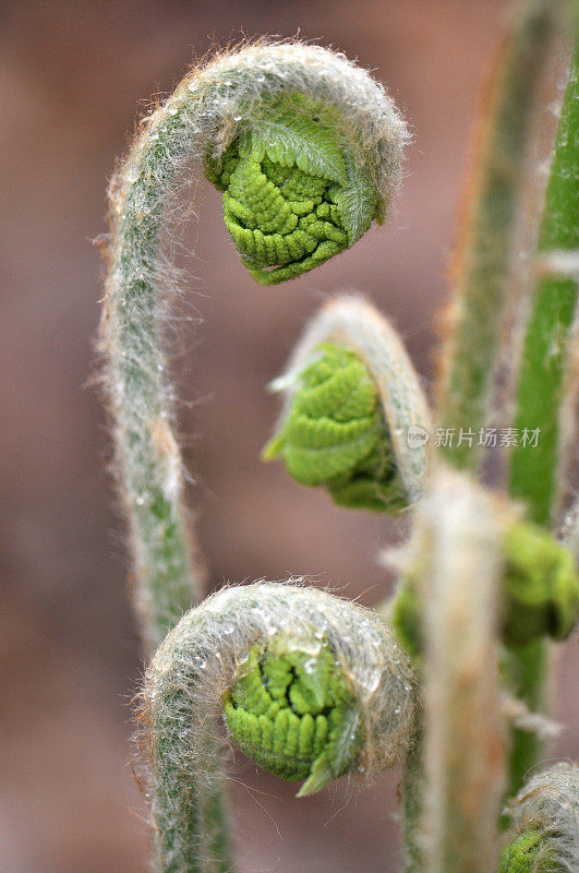 蕨类植物(Osmunda claytoniana)芽